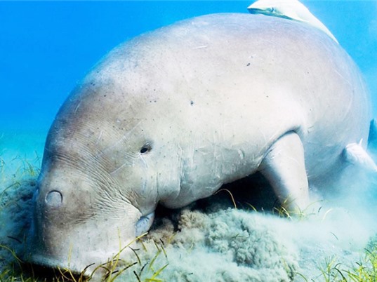 Côn Đảo còn khoảng 12 cá thể bò biển dugong